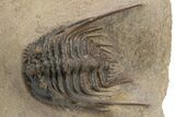 Spiny Leonaspis Trilobite - Foum Zguid, Morocco #226030-2
